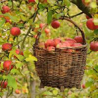 apples, basket, tree Petr  Cihak - Dreamstime