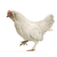 chicken, walk, animal Isselee - Dreamstime