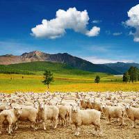 Pixwords The image with sheep, sheeps, nature, mountain, sky, cloud, herd Dmitry Pichugin - Dreamstime