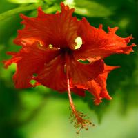 flower, red, green, flowers, leaf, leaves Tatiana Belova (Genlady)