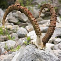 horns, rocks, animal Roman Pichshev (Pishevroman)