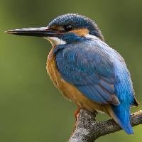 Pixwords The image with KINGFISHER