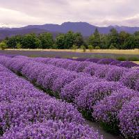 field, flower, flowers, tree, mountain, sky, nasture Blueenayim - Dreamstime