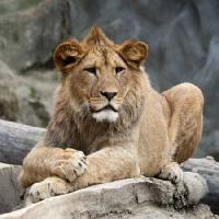 lion, animal, wild, cat Marek Jelínek - Dreamstime