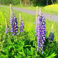 Pixwords The image with flower, flowers, green, grass, road, field Vitaliy Korolev (Exelentz)