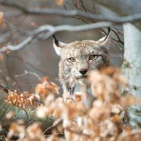 cat, wild, wild life Štěpán Burda (Astinus)