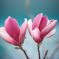 Pixwords The image with flower, pink Sofiaworld - Dreamstime