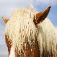 Pixwords The image with horse, head, animal, ears Raomn