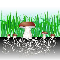 Pixwords The image with green, grass, mushroom, mushrooms, food, eat Designua