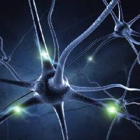 synapse, head, neuron, connections Sashkinw - Dreamstime