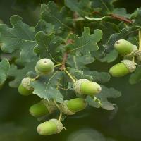 fruits, tree, trees, leaves, green, garden Tomo Jesenicnik - Dreamstime