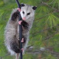 animal, branch, tree, green Rob Thoma - Dreamstime