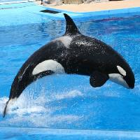 fish, water, jump, swim, black, orca, blue Miamia - Dreamstime