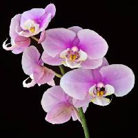 flower, flowers, pink, mauve Jruffa - Dreamstime