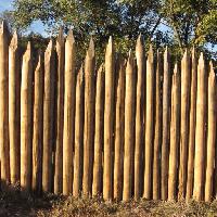 spikes, spike, sharp, wood, forest, fence Nataliia Dvukhimenna (Natasha0288)