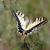 butterfly, insect, animal Sergey  Galushko (Galdzer)