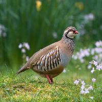 bird, animal, wild, nature Ruth Black (Ruthblack)