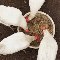 Pixwords The image with chickens, eat, food, bowl, white, grain, wheat Alexei Poselenov - Dreamstime