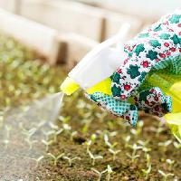 Pixwords The image with hand, spray, green, vegetables, grow, bottle Attila Barabás (Barabasa)