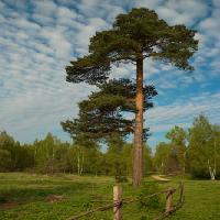 Pixwords The image with tree, garden, field, nature, fence, road, green Konstantin Gushcha - Dreamstime