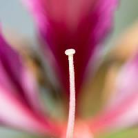 Pixwords The image with flower, flowers Imphilip - Dreamstime