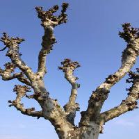 tree, nature, trees, sky Bernhard Richter - Dreamstime