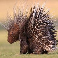 animal, pork, needles, spikes, wild Martin Maritz - Dreamstime