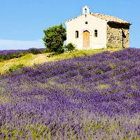 Pixwords The image with sky, tree, trees, building, field, flowers, flower, mauve, church Richard Semik (Phbcz)