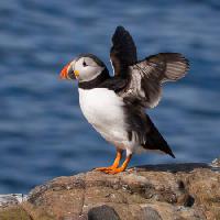 Pixwords The image with bird, sea, rock, water, fly Martin Kemp - Dreamstime