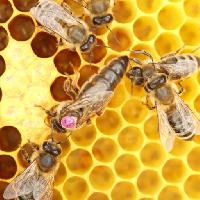 Pixwords The image with bees, hive, animals, insects, insect, animal, honey Rtbilder
