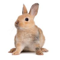 Pixwords The image with bunny, rabbit, ears, animal Isselee - Dreamstime