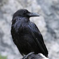 Pixwords The image with bird, black, peak Matthew Ragen - Dreamstime