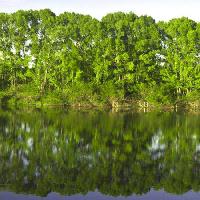 Pixwords The image with tree, trees, water, green, lake Vadim Yerofeyev - Dreamstime