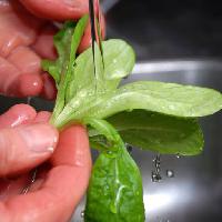 hand, wash, hands, salad, water, clean Lena Andersson (Lason)