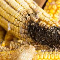 Pixwords The image with corn, food, vegetable, vegetables, eat, rotten Jevtic