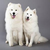 dog, animal, white Lilun - Dreamstime