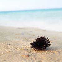 sea, beach, spike, spikes Omikron960 - Dreamstime