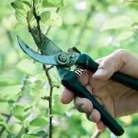 hand, cut, cutter, tree, branch, green, leaf, cutters Alexander  Raths (Alexraths)