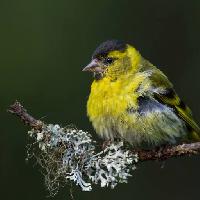 Pixwords The image with SISKIN