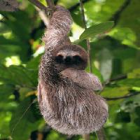 animal, hanging, tree, wild Vilainecrevette - Dreamstime