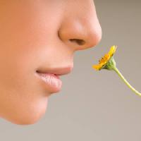 flower, face, nose, yellow Aldodi - Dreamstime