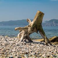 Pixwords The image with tree, sea, water, mountain, mountains, pebble, trunk Nikolairepnitskii