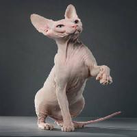 cat, animal, shaven, shaved Krissilundgren - Dreamstime