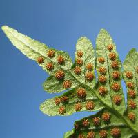 Pixwords The image with plant, flower, green, nature, brown, leaf, leaves Gherzak