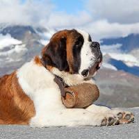 dog, barrel, mountain Swisshippo - Dreamstime