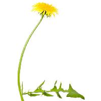 Pixwords The image with flower, flowers, dandelion, green, leaf, yellow Chesterf