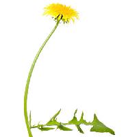 flower, flowers, dandelion, green, leaf, yellow Chesterf