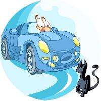 car, drive, cat, animal Verzhh