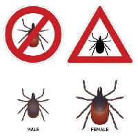 sign, bug, male, female Micka - Dreamstime