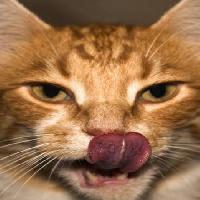 Pixwords The image with cat, animal, tongue Karoline Cullen - Dreamstime